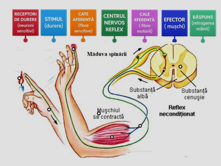 11 Arc reflex